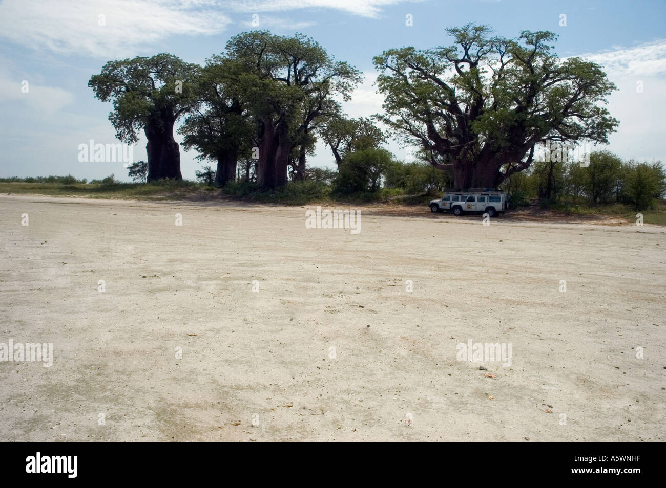 Los baobabs del Baine Nxai Pan, Botswana Foto de stock