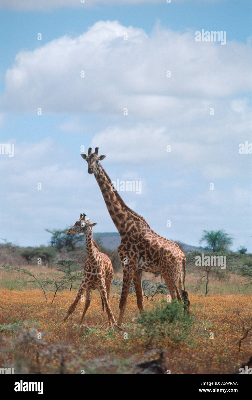 La madre y el bebé, jirafas, Tsavo West National Park, Kenia, África Oriental Foto de stock