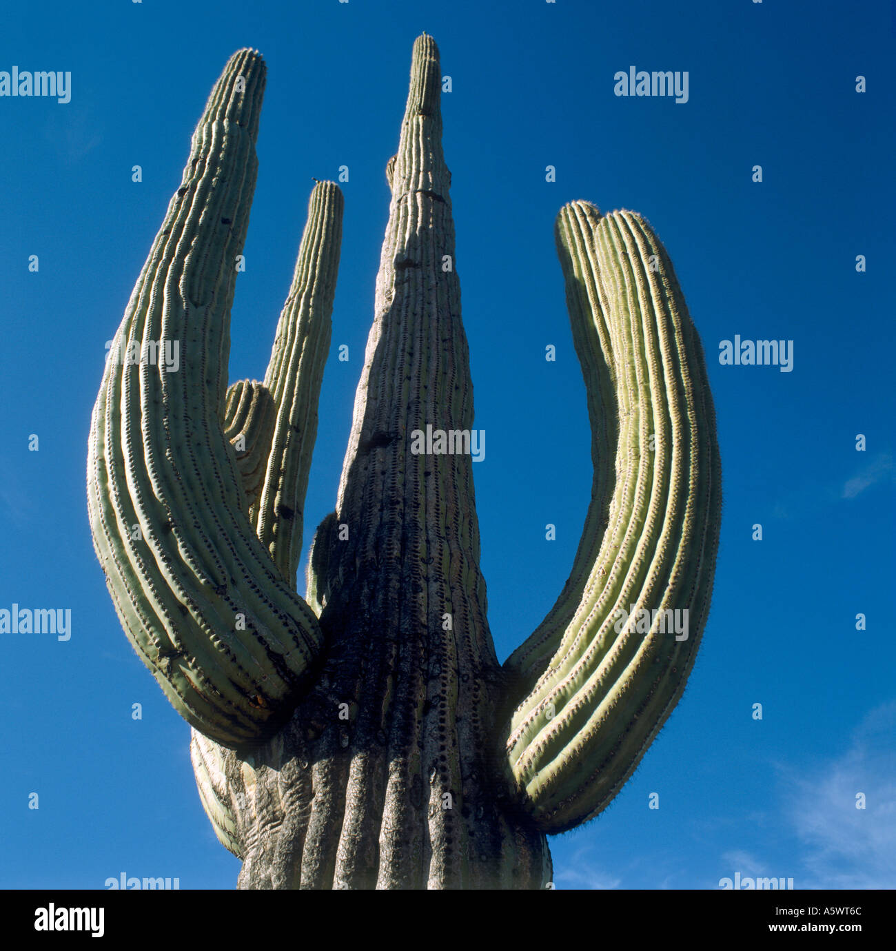 Cactus gigante saguaro, Arizona, EE.UU. Foto de stock
