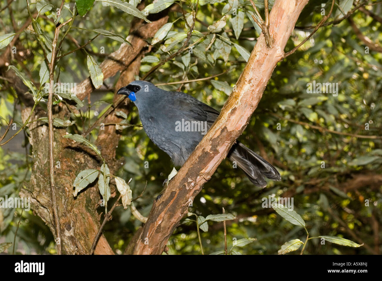 No voladora Isla Norte kokako Callaeas cinerea wilsoni Monte Bruce Centro de Conservación de la Isla del Norte, Nueva Zelanda Foto de stock