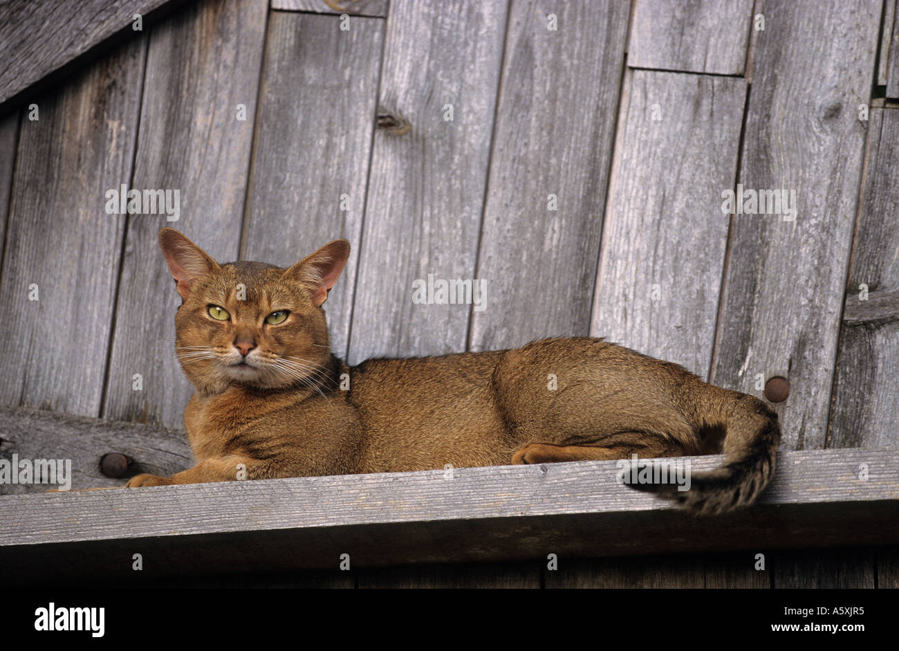 Un macho Abisino cat (Felis catus domesticus) descansando. Chat abyssin mâle (Felis catus domesticus) se reposant. Foto de stock