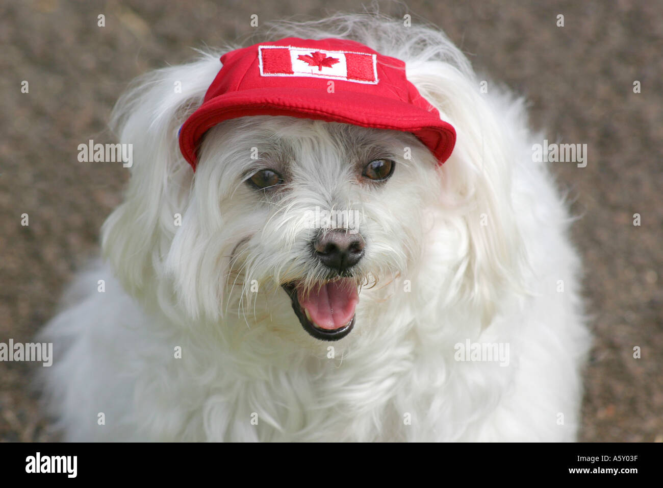 Bandera canadiense fotografías e imágenes de alta resolución Alamy