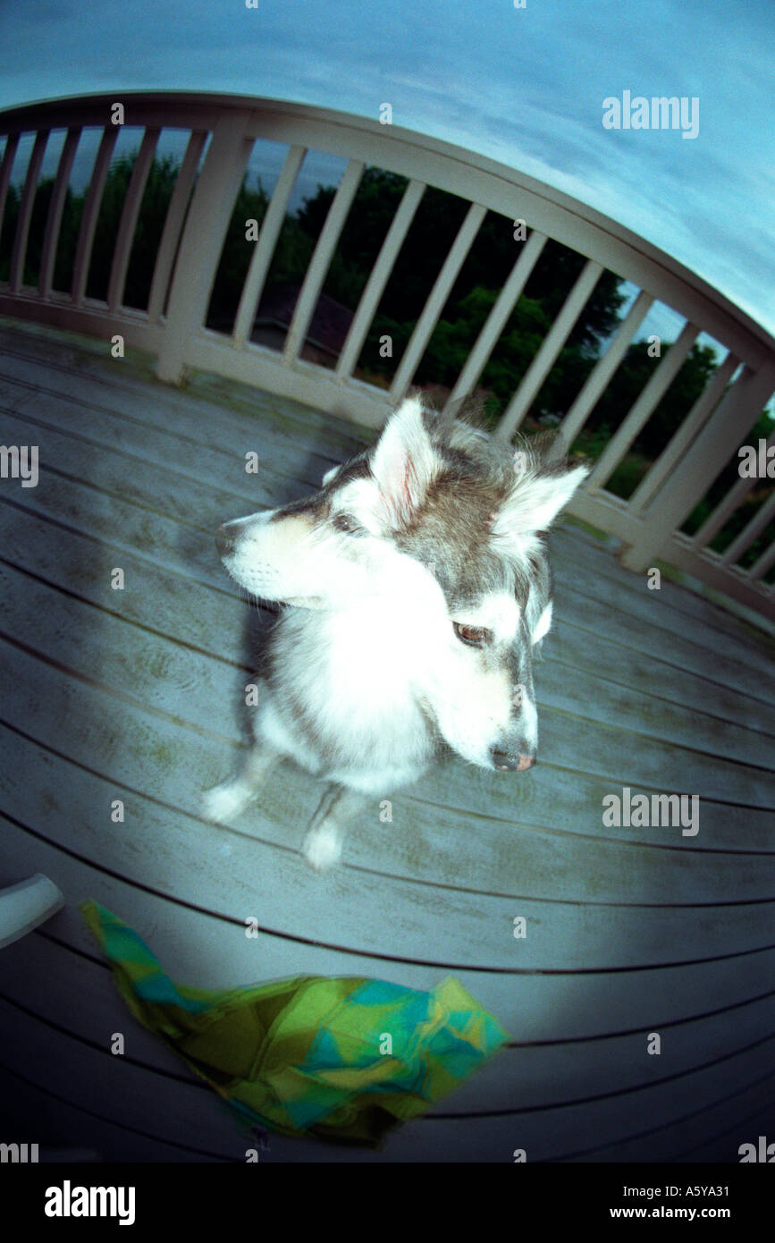 Perro de dos cabezas fotografías e imágenes de alta resolución Alamy