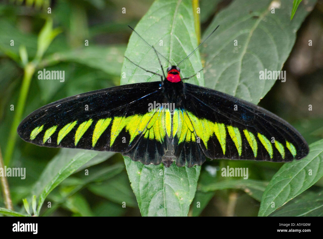 El Rajá Brooke s mariposas de ala de pájaro Trogonoptera brookiana albescens Foto de stock