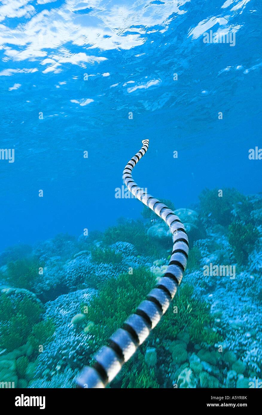 Bandas Laticauda colubrina serpiente de mar de Sulawesi, Indonesia Foto de stock