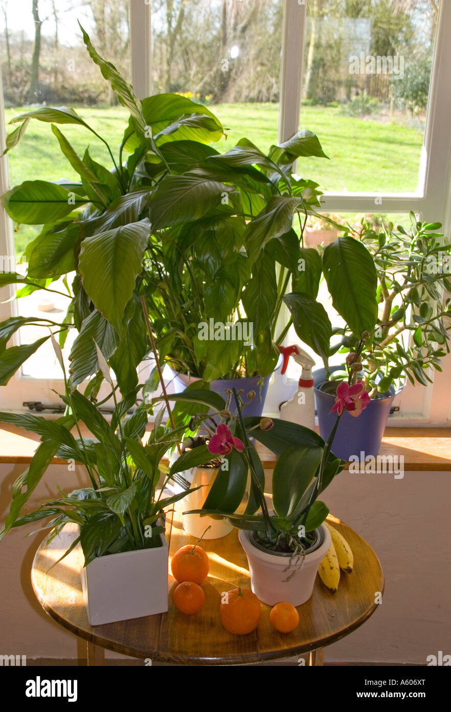 Plantas exóticas orquídeas etc Espatifilo y Jade Plant Foto de stock