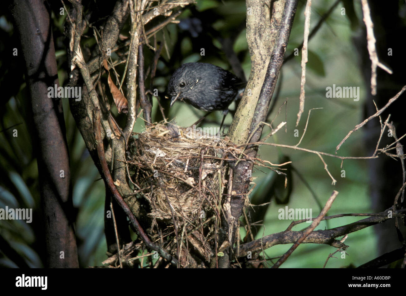 La Isla Norte Robin Petroica australis longipes Foto de stock