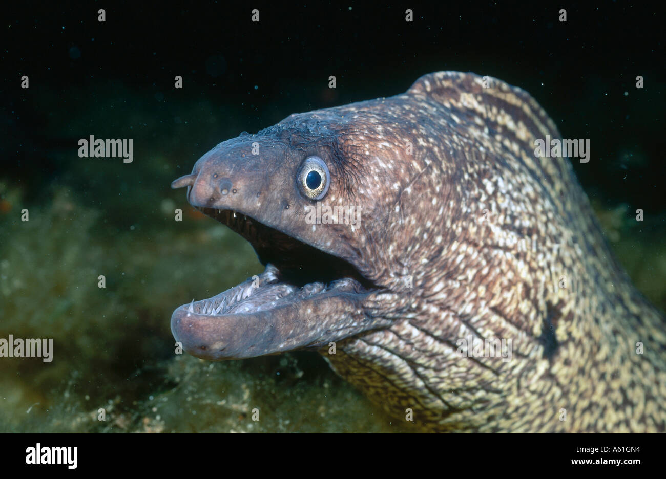 Closeup de morena del Mediterráneo (Muraena helena) Peces bajo el agua