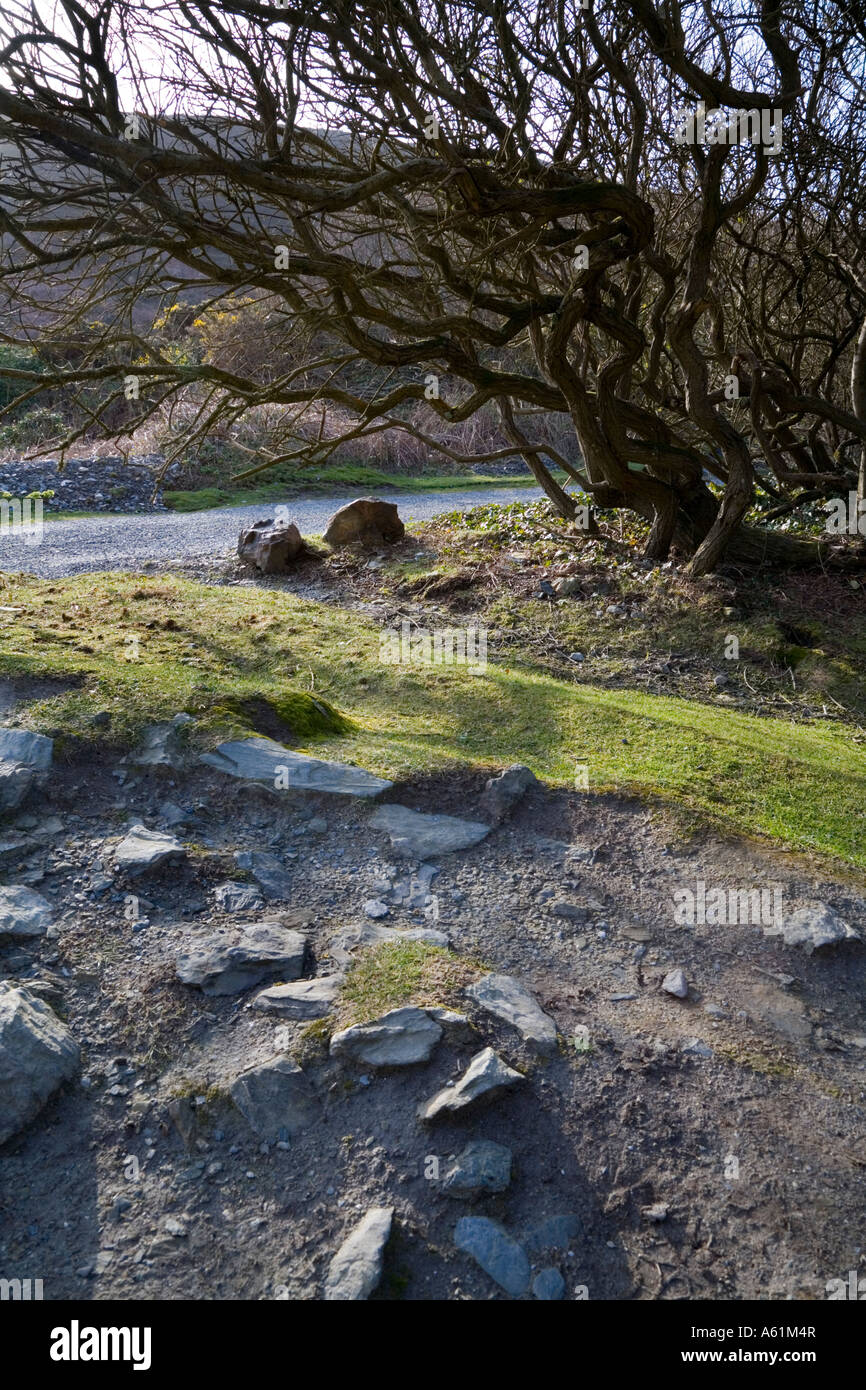 Cornish bosque con árboles retorcidos Foto de stock