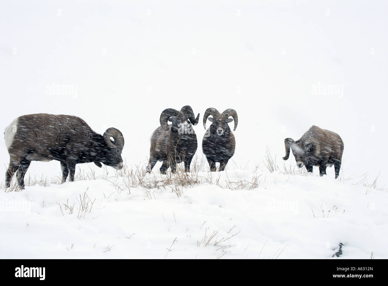 Oveja 4 cuernos fotografías e imágenes de alta resolución Alamy