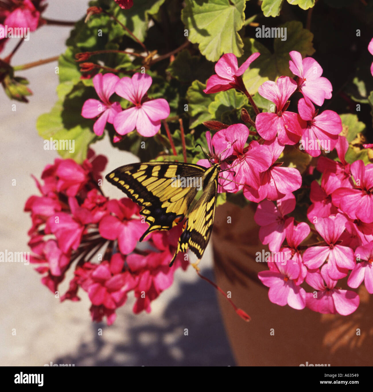 Amarillo y negro especie exótica mariposa Papilio machaon en geranios en flor pot Isla Zakynthos Las Islas Griegas Foto de stock