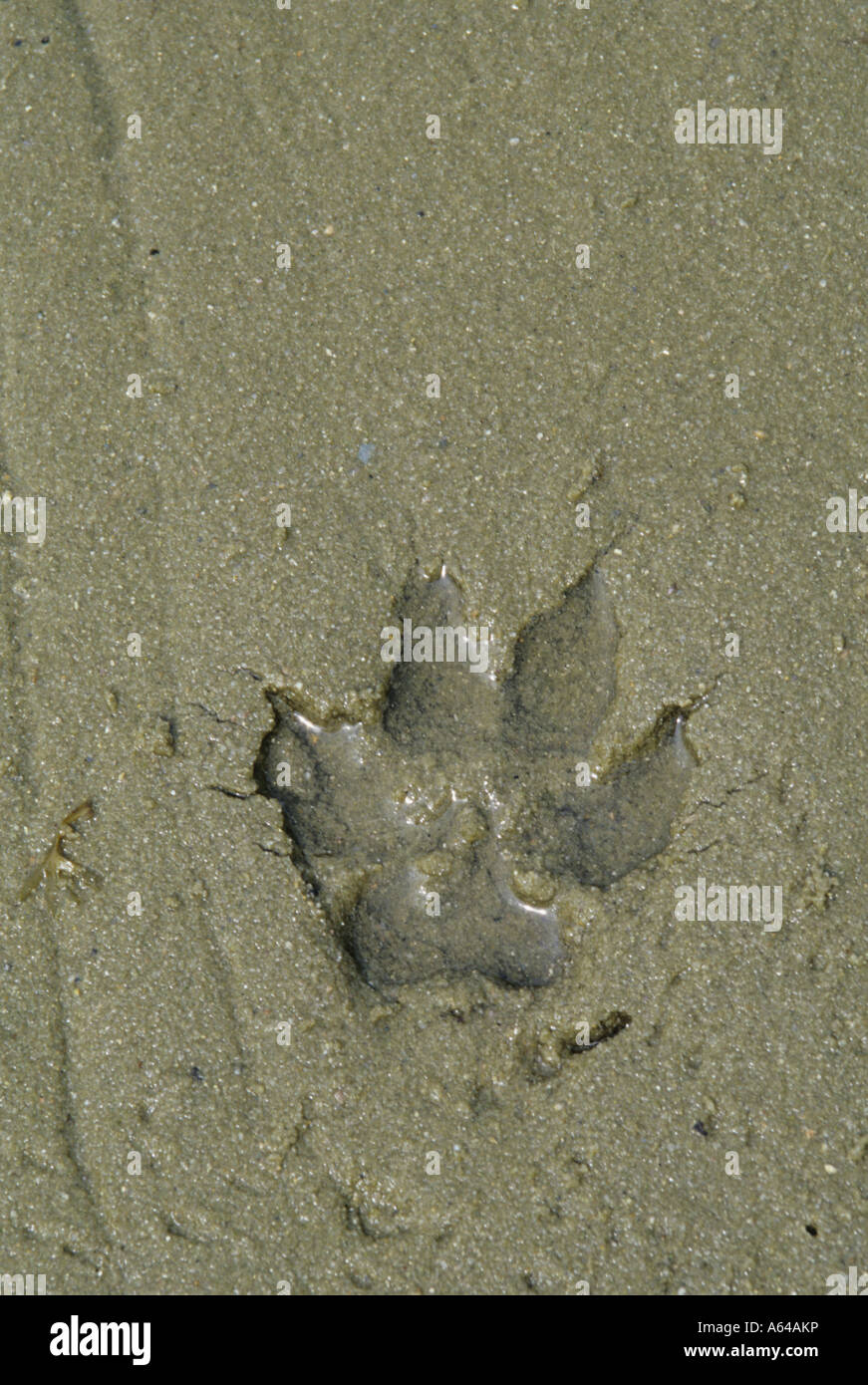Solo huellas de un perro en la arena mojada en la playa Foto de stock