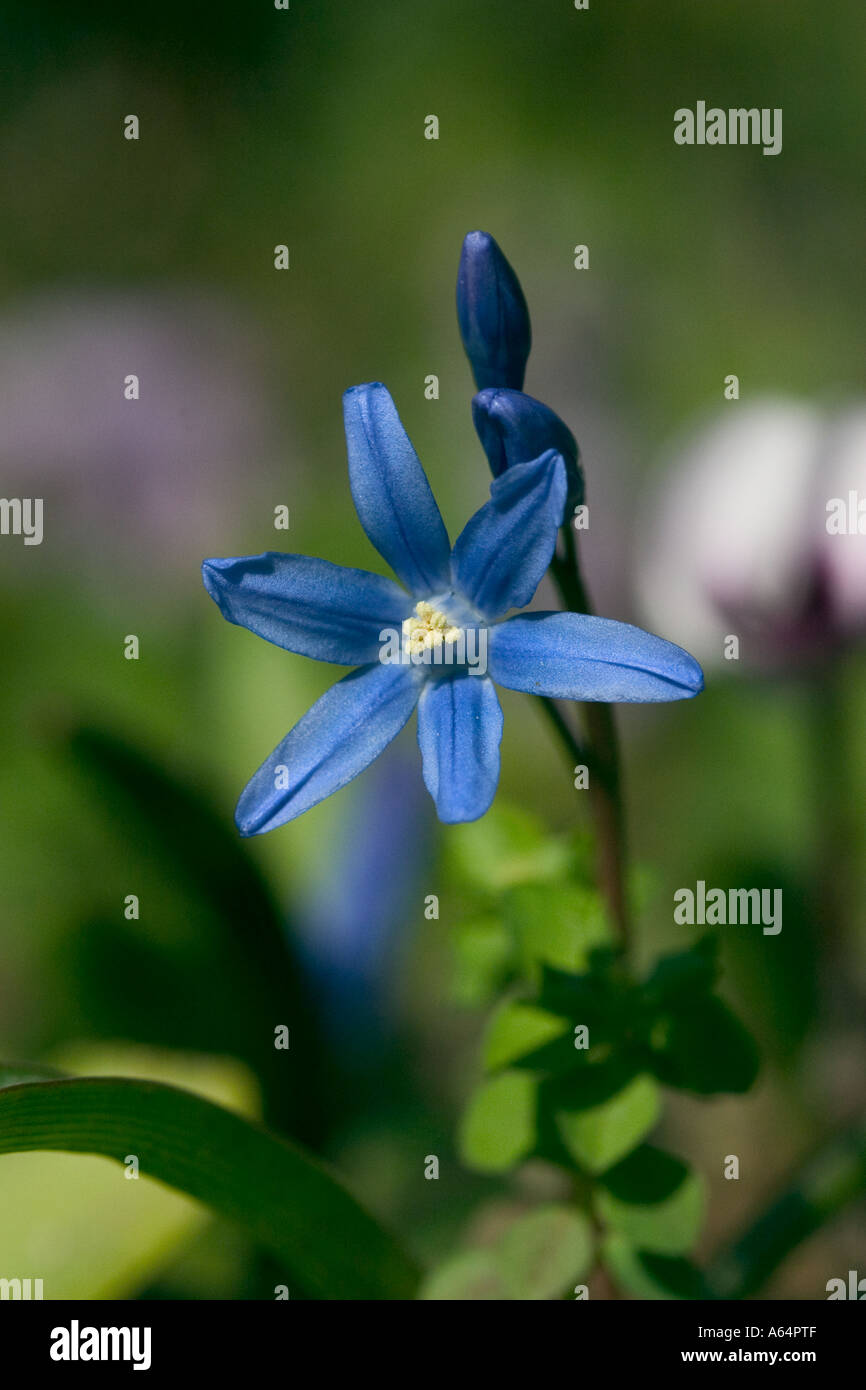Nombre común: flores azules Nombre en latín: No identificado Fotografía de  stock - Alamy