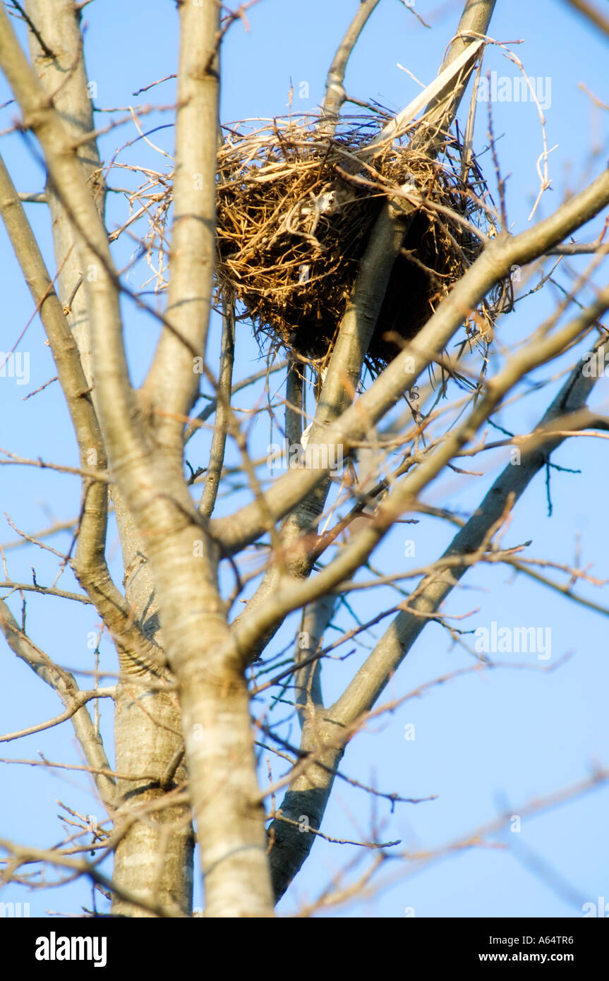 Nidos de pájaros en un árbol de invierno estéril Fotografía de stock - Alamy