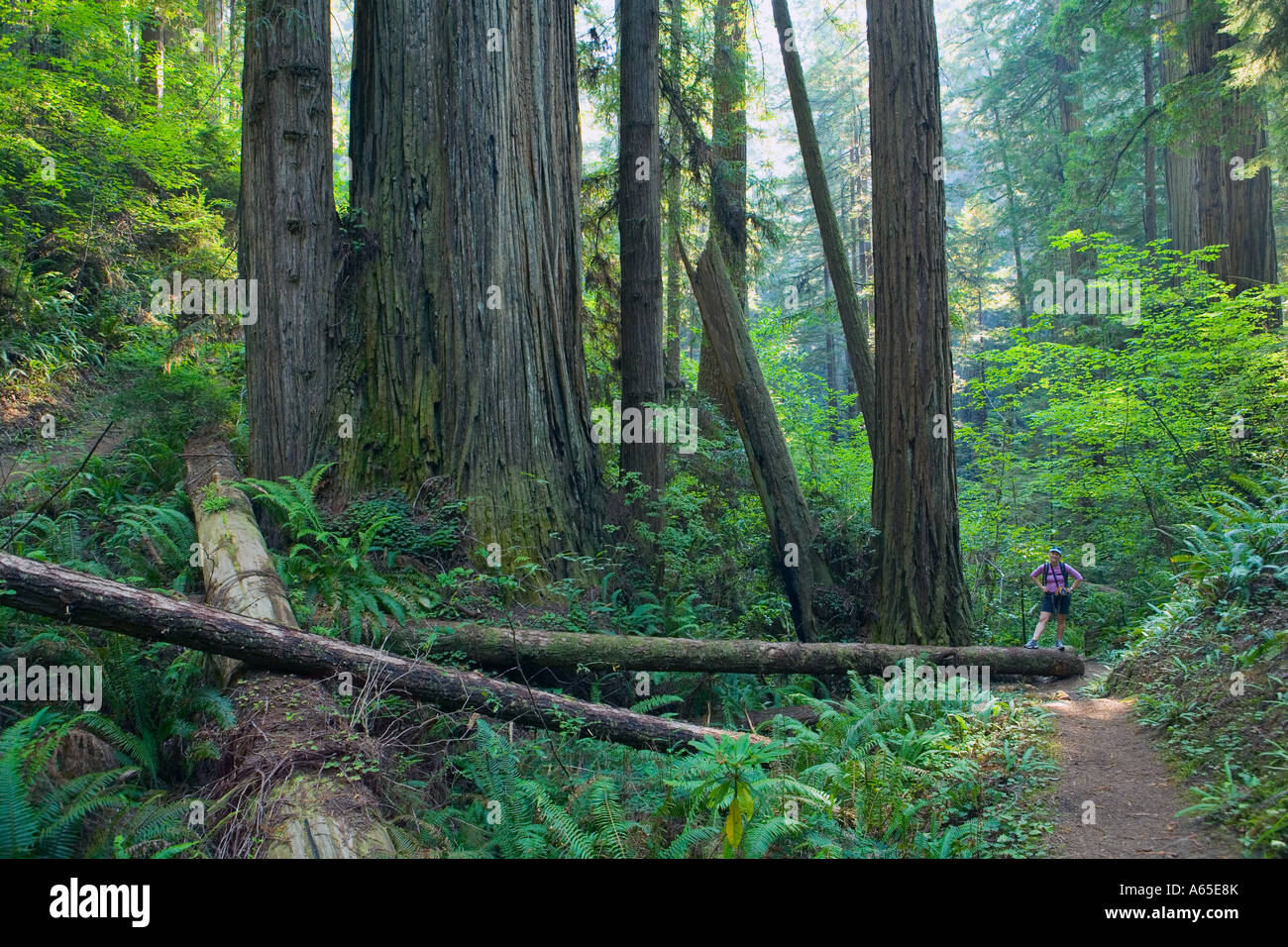 Mujer de pie junto a los árboles en el bosque de secuoyas Redwood National Park Costa Norte de California EE.UU. Foto de stock