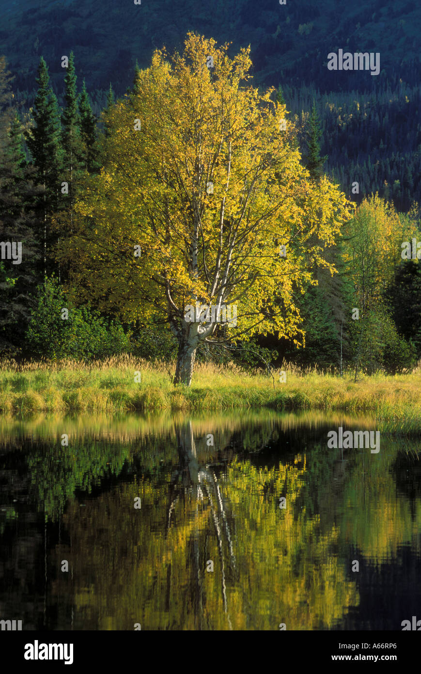 Hojas amarillas árbol Cottonwood reflejo en el estanque otoño colores de otoño Kenai National Wildlife Refuge Alaska Foto de stock