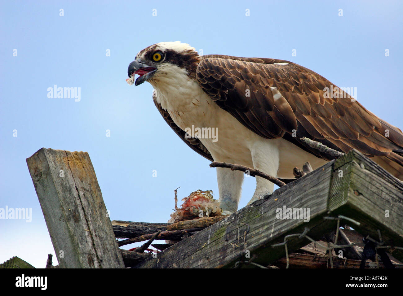 Osprey comer un pez en su nido artificial Ft Myers Beach, Florida Foto de stock