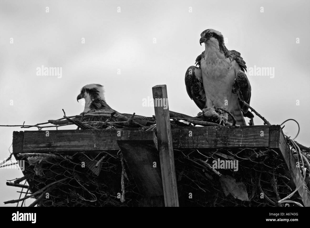 Par de águilas pescadoras que anidan en Fort Myers Beach, Florida, Blanco y negro Foto de stock