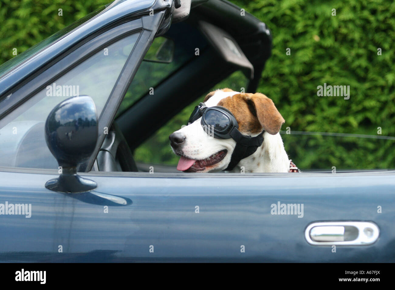 jack russell sunglasses