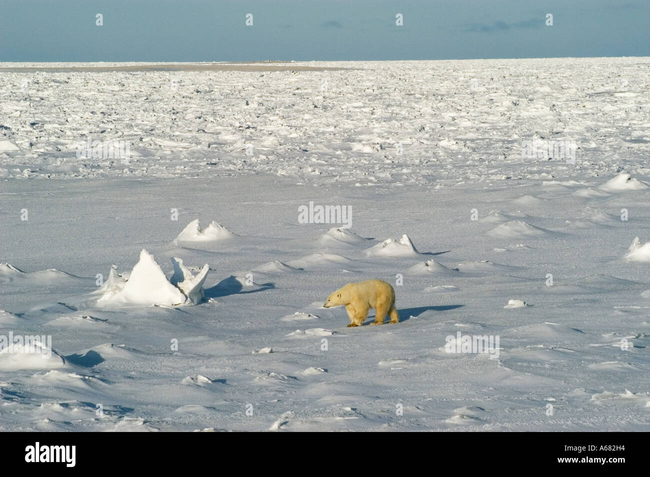 Canadá es el país alrededor de osos polares en Churchill Manitoba Gordon Punto y cercana al cabo de Churchill en el Parque Nacional Wapusk Foto de stock