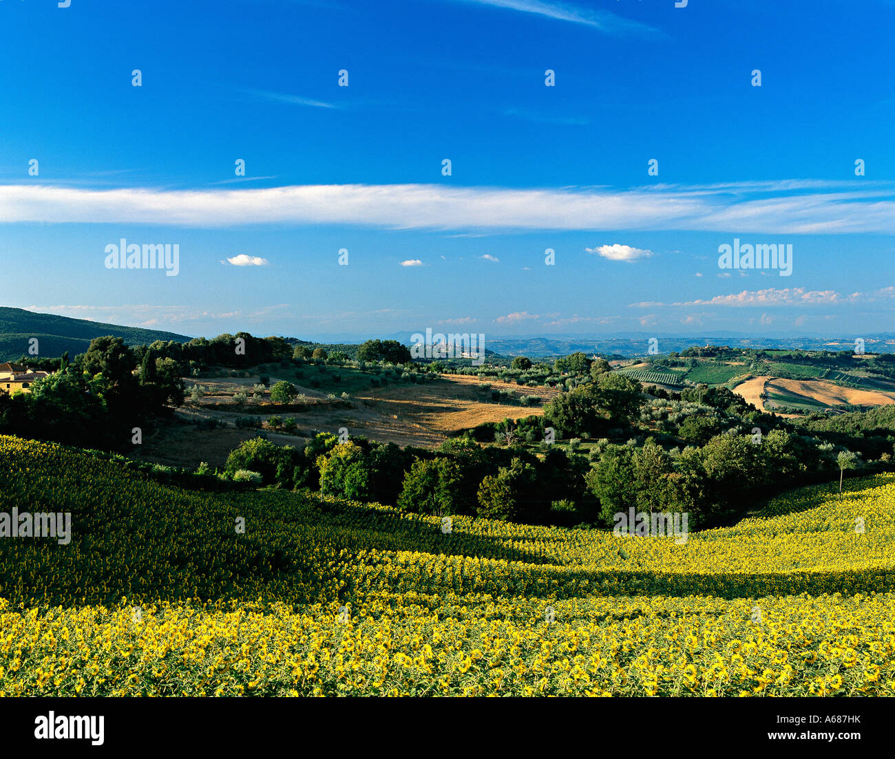 Las torres de San Gimignano, Toscana, Italia, visto en la distancia a través de un campo de girasoles en luz del atardecer Foto de stock