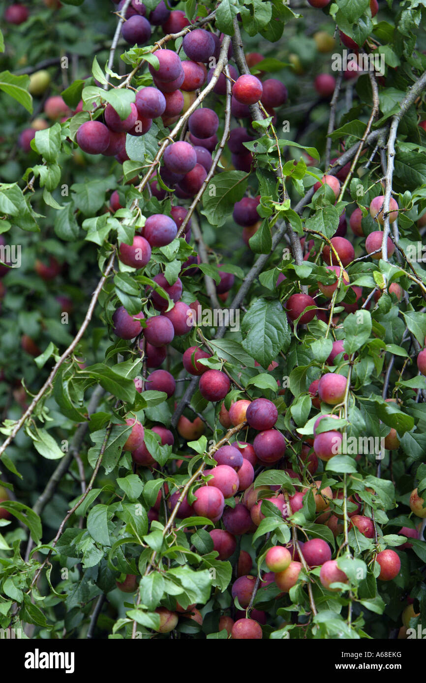 American ciruela, ciruela roja americana, ganso ciruelo (Prunus americana),  árbol con fruta madura Fotografía de stock - Alamy