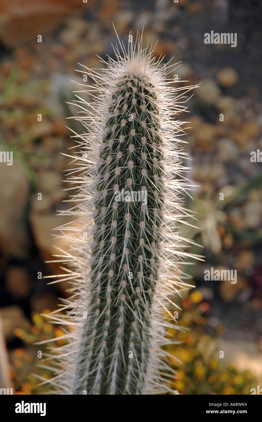 Espostoa lanata viejo hombre peruano Cactus Foto de stock