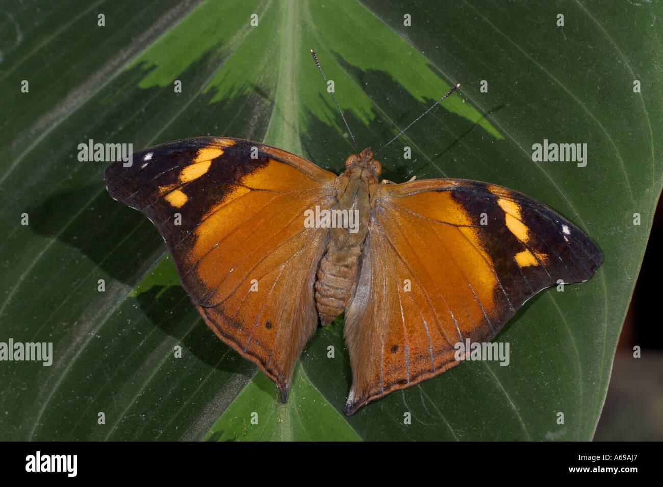 Butterfly - Doleschallia bisaltide Leafwing Foto de stock