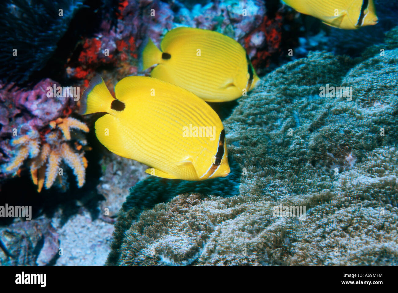 Andaman butterflyfish Chaetodon andamanensis se alimentan en los arrecifes del Mar de Andaman en Tailandia Foto de stock
