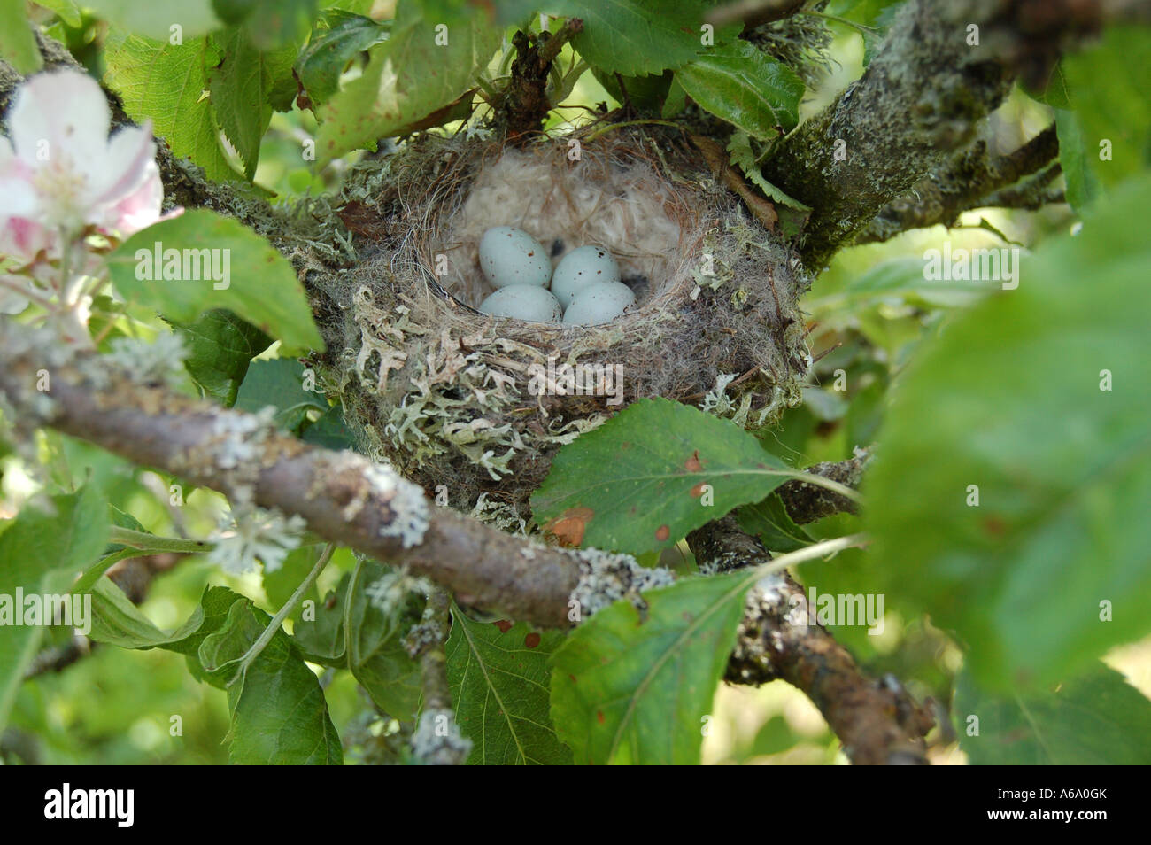 Parche bañera Médico Jilguero nido con huevos en Apple tree Fotografía de stock - Alamy