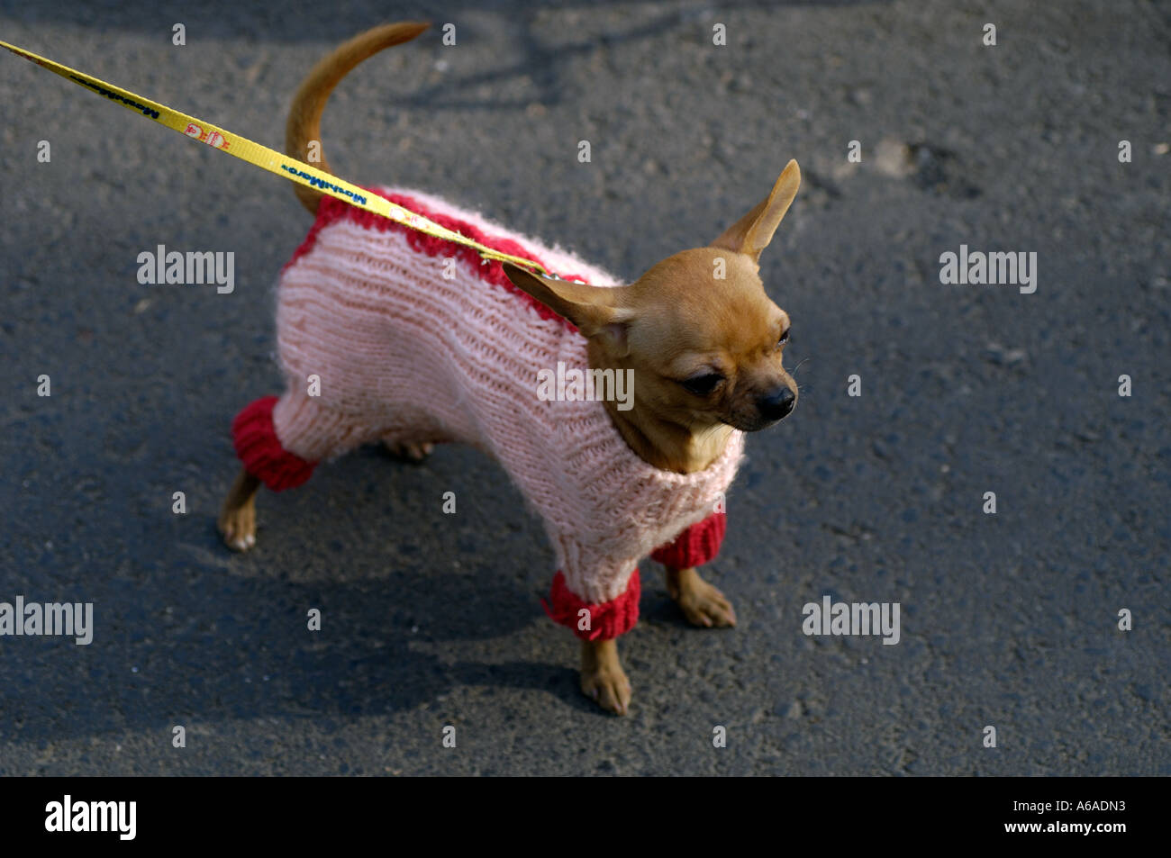 Chihuahua en un disfraz fotografías e imágenes de alta resolución - Alamy