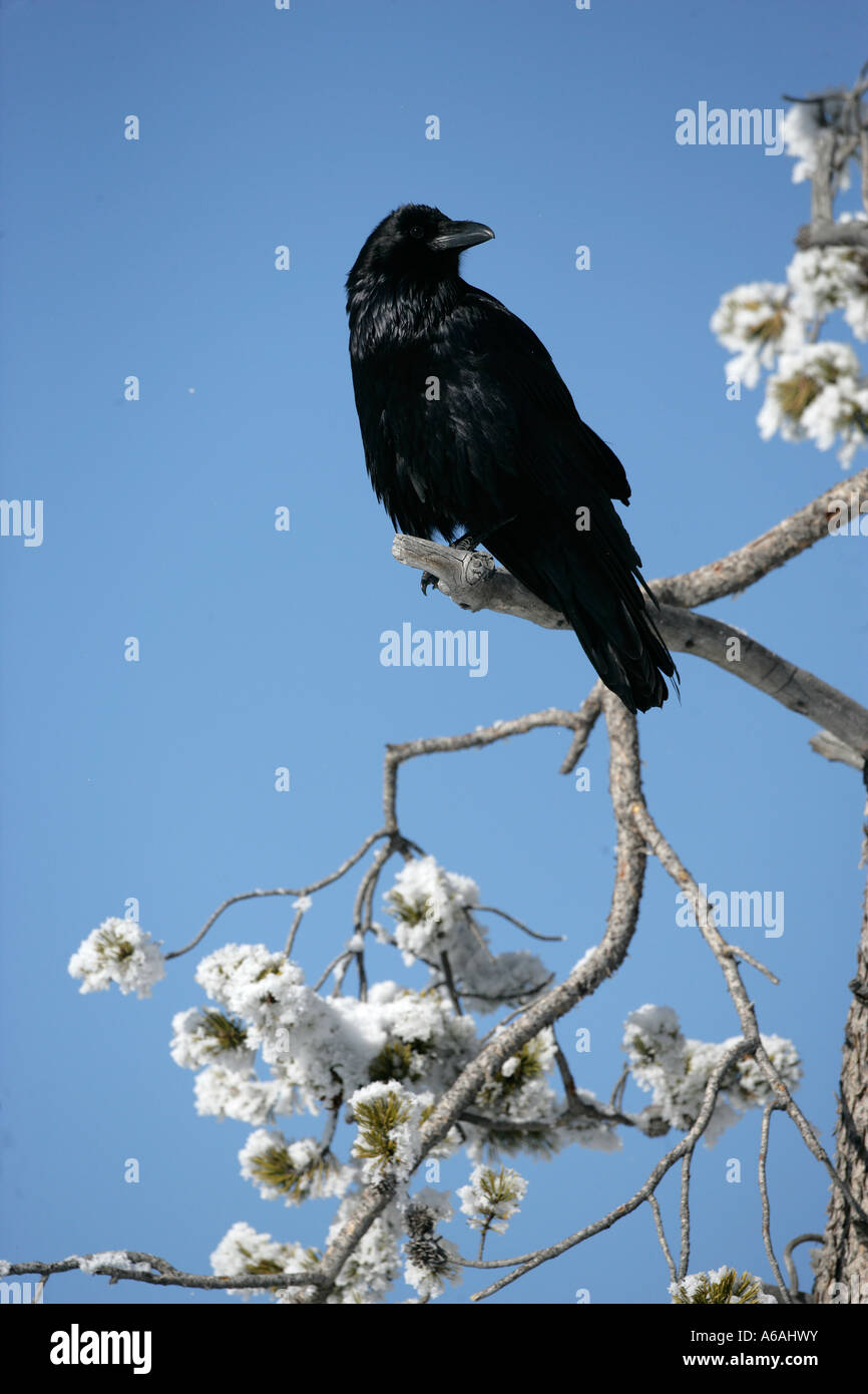 Cuervo Corvus corax Yellowstone EE.UU. Foto de stock
