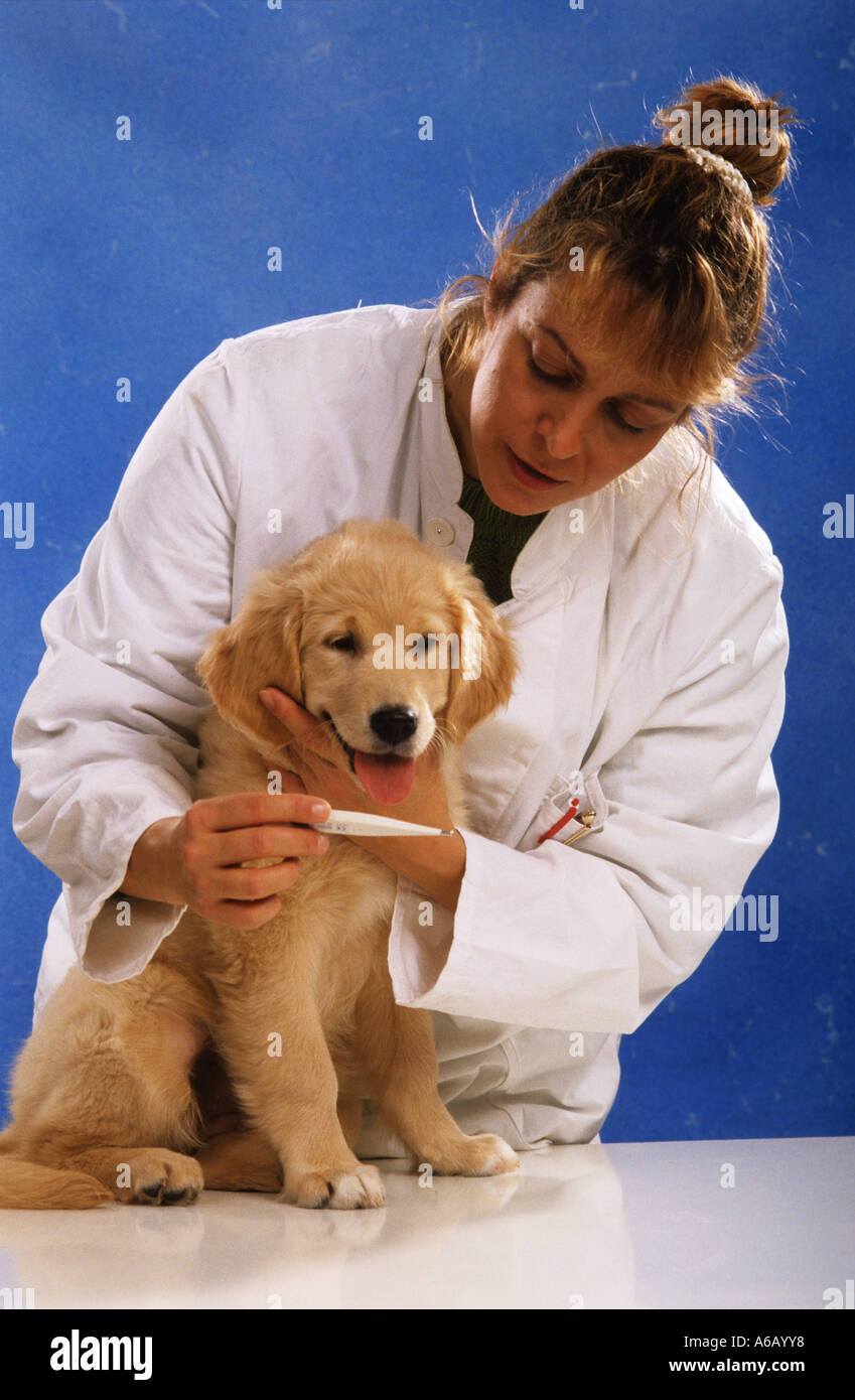 Teniendo veterinarios temperatura de un cachorro de perro Golden Retriever  Fotografía de stock - Alamy