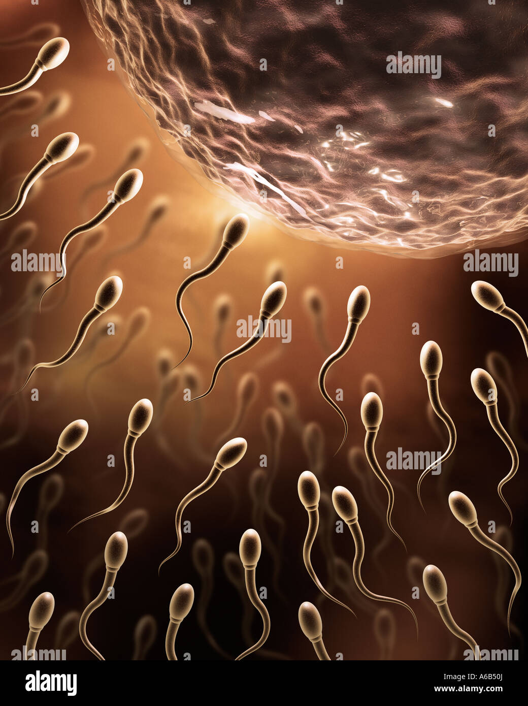Top 48+ imagen carrera de espermatozoides