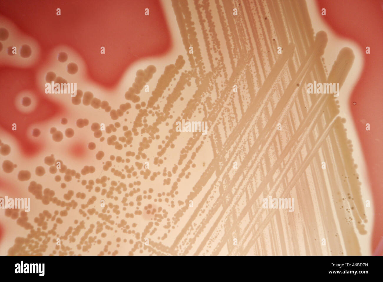 Staphylococcus aureus en placas Petri Foto de stock