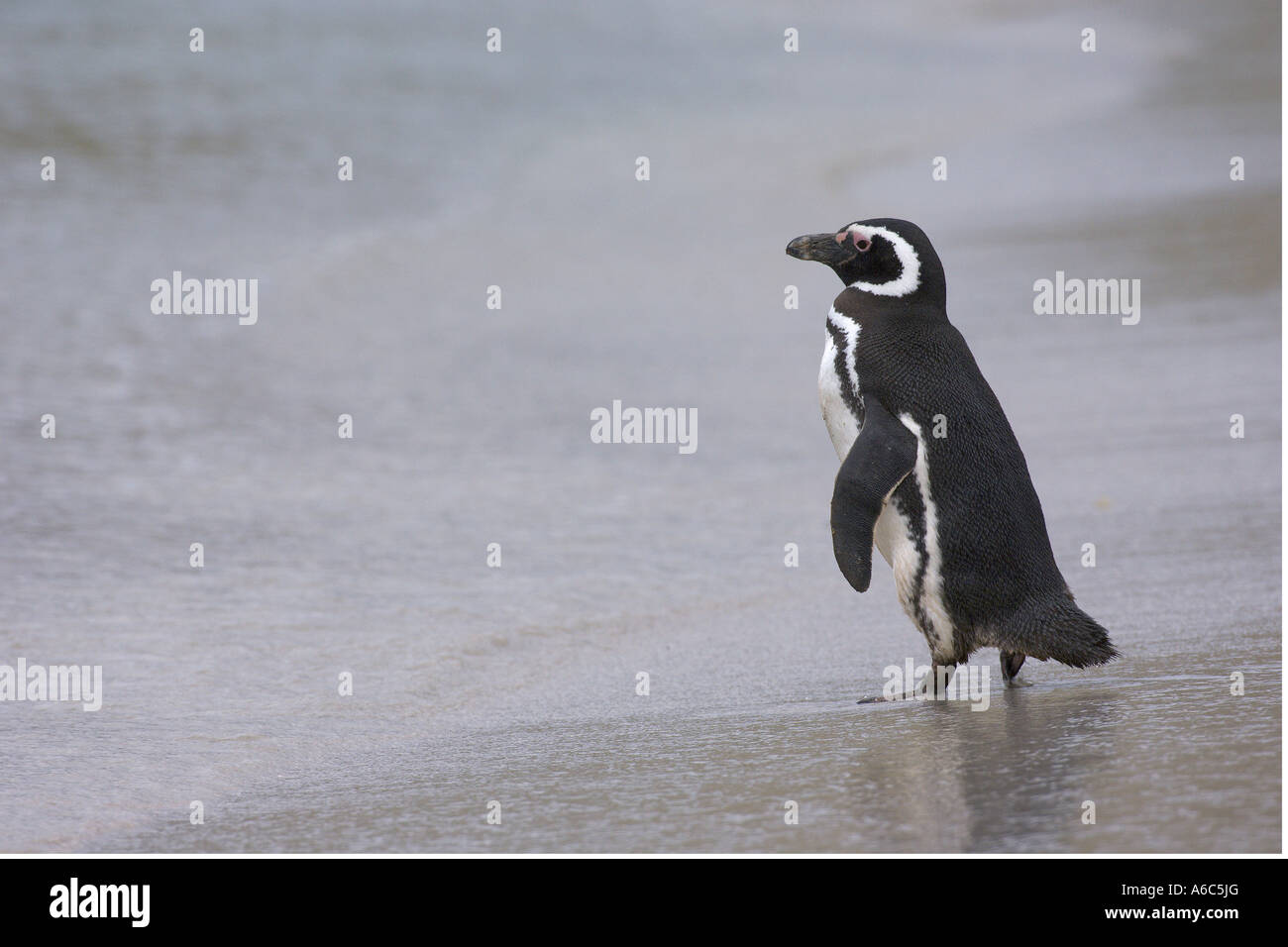 Pingüino de Magallanes Spheniscus magellanicus adulto en Beach Cove