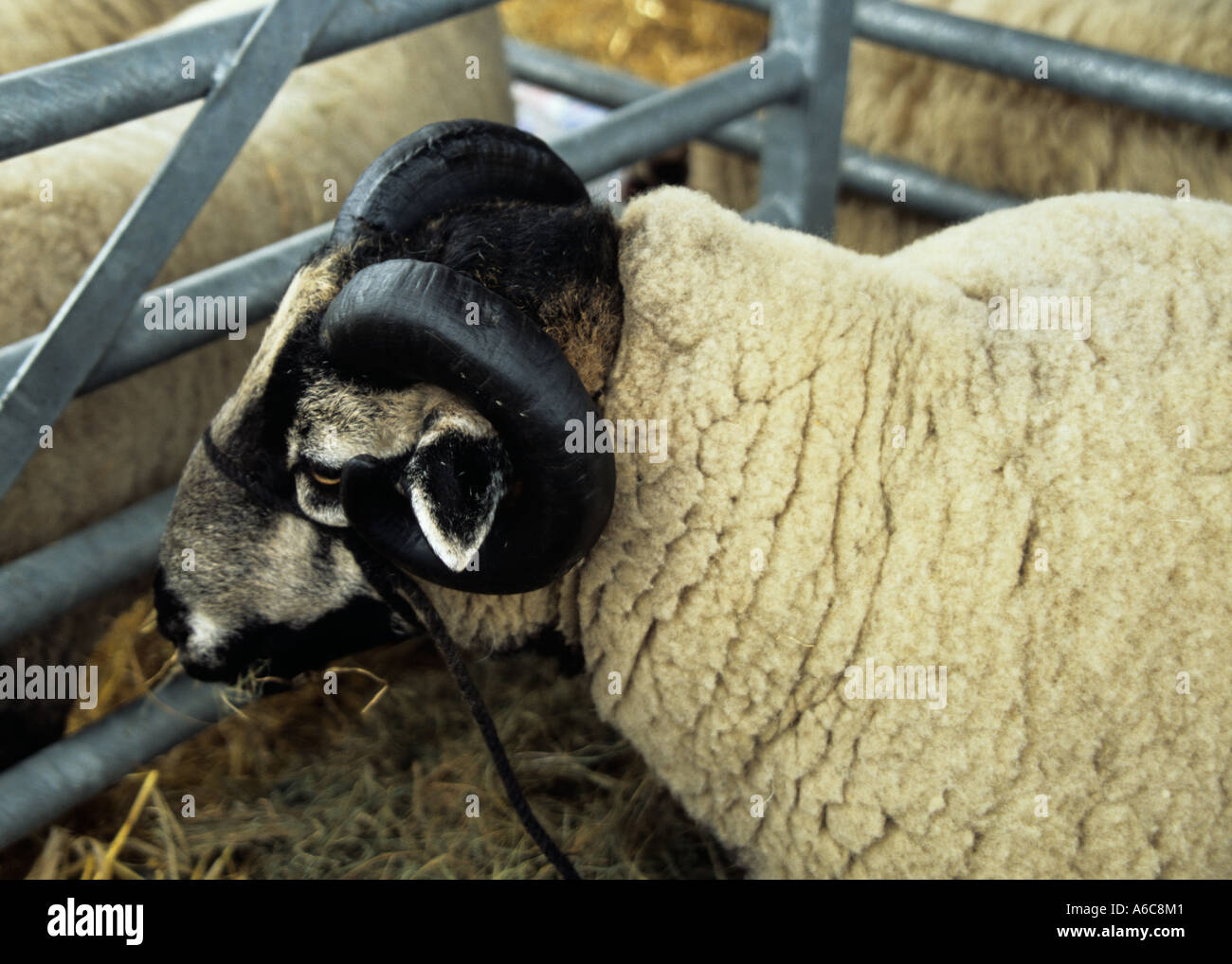 ANGLESEY SHOW GWALCHMAI Agosto un tejón enfrenta ovejas de las montañas de Gales con maravillosos cuernos rizado Foto de stock
