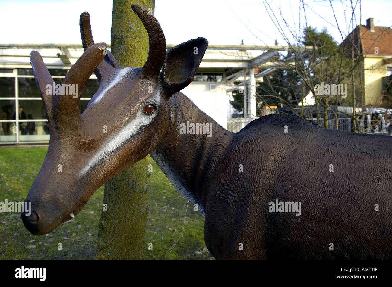 Parecido a un ciervo fotografías e imágenes de alta resolución - Alamy Parecido a un ciervo fotografías e imágenes de alta resolución - Alamy