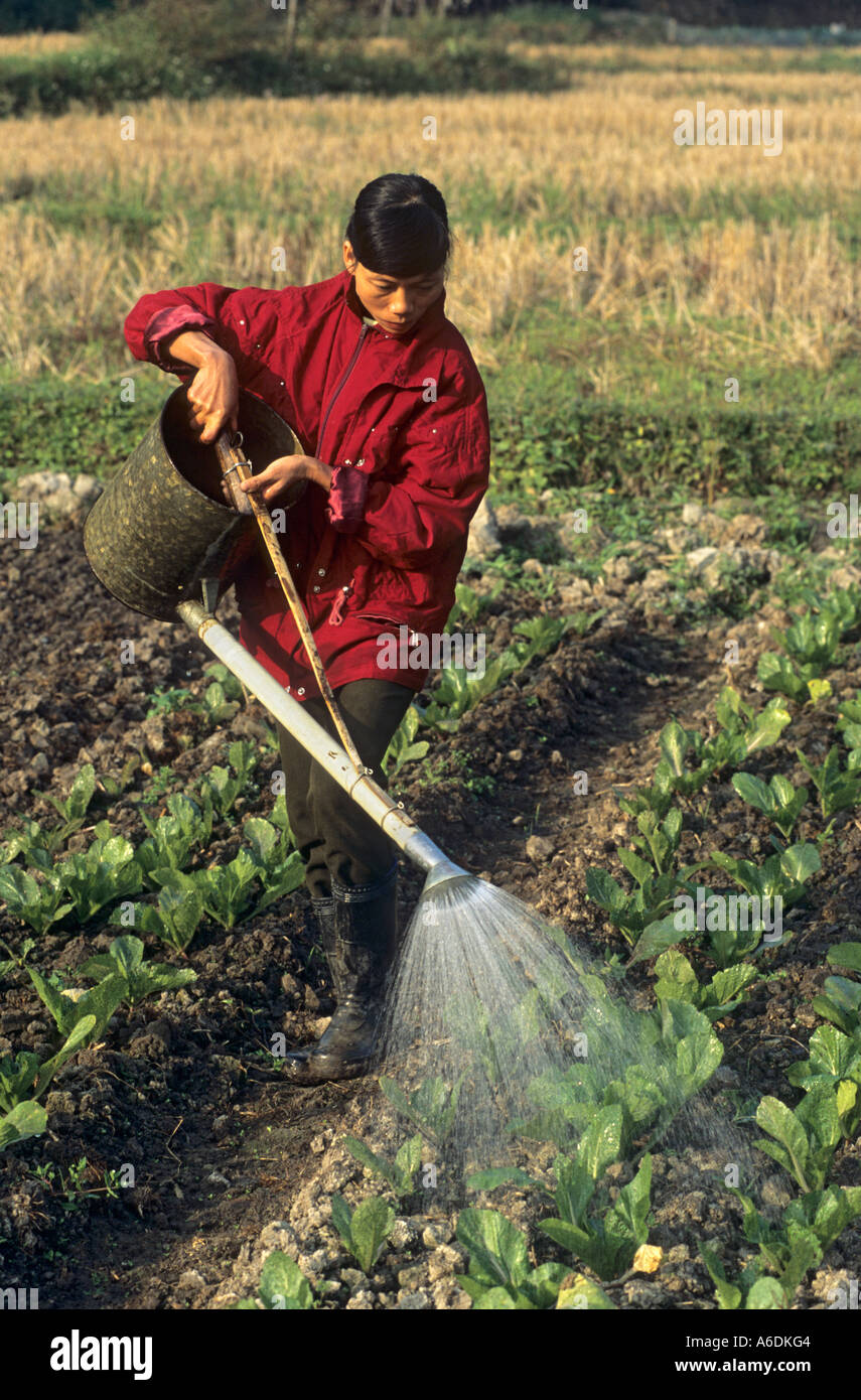 Los cultivos para la venta y el consumo interno de la provincia Thai Nguyen Viet Nam Foto de stock