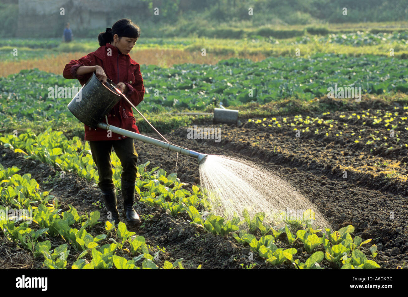 Los cultivos para la venta y el consumo interno de la provincia Thai Nguyen Viet Nam Foto de stock