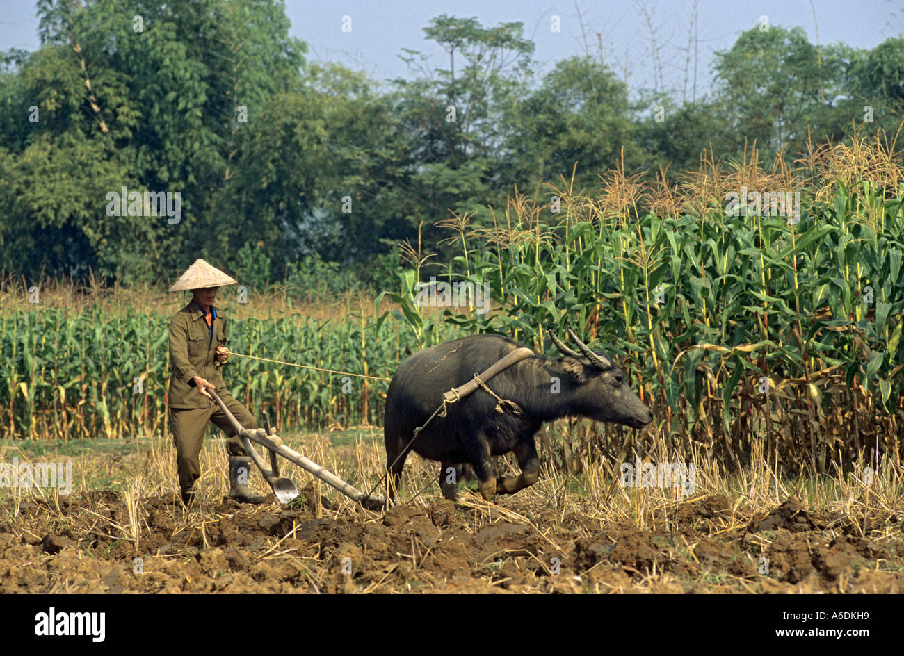 Un hombre poughs campo de maíz con un búfalo de agua provincia Thai Nguyen Viet Nam Foto de stock