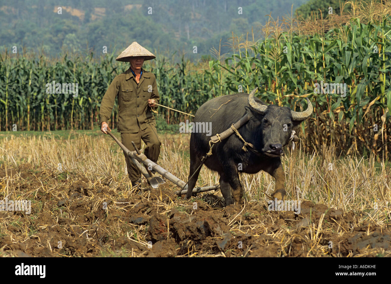 Un hombre poughs campo de maíz con un búfalo de agua provincia Thai Nguyen Viet Nam Foto de stock