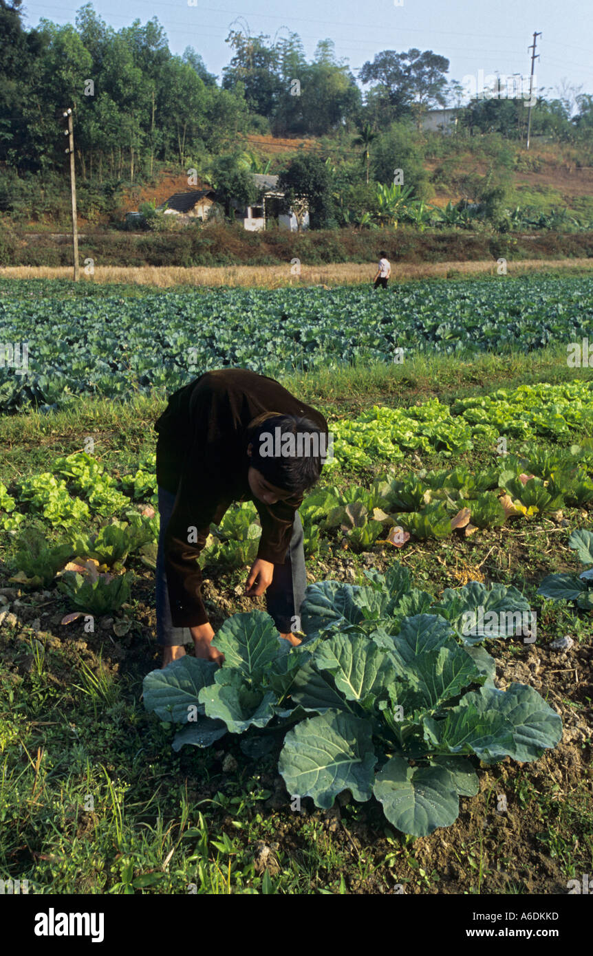 Hombre malezas verduras cultivadas como cultivos comerciales provincia Thai Nguyen Viet Nam Foto de stock
