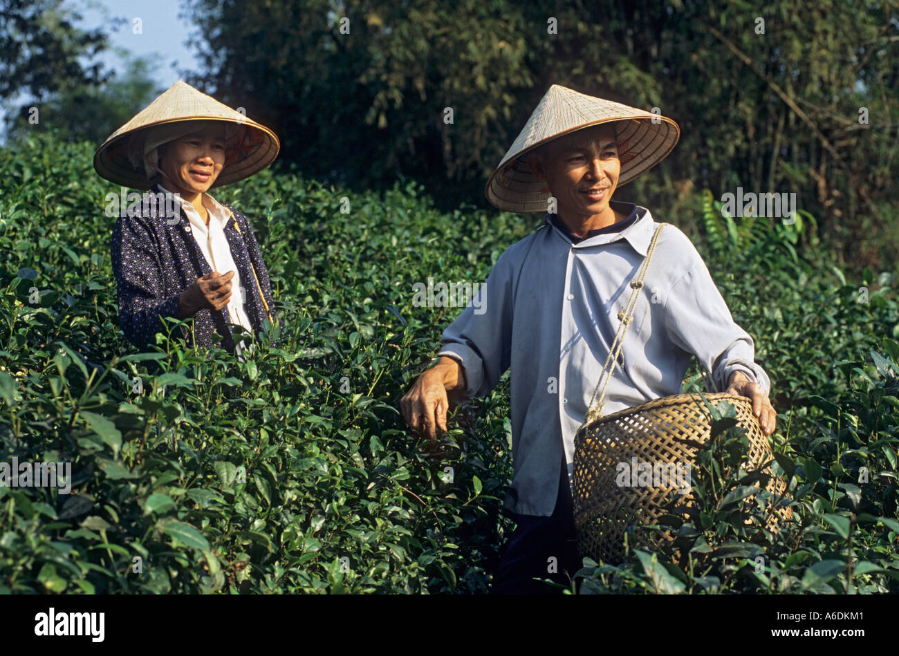 Par elegir té crecido como un cultivo provincia Thai Nguyen Viet Nam Foto de stock