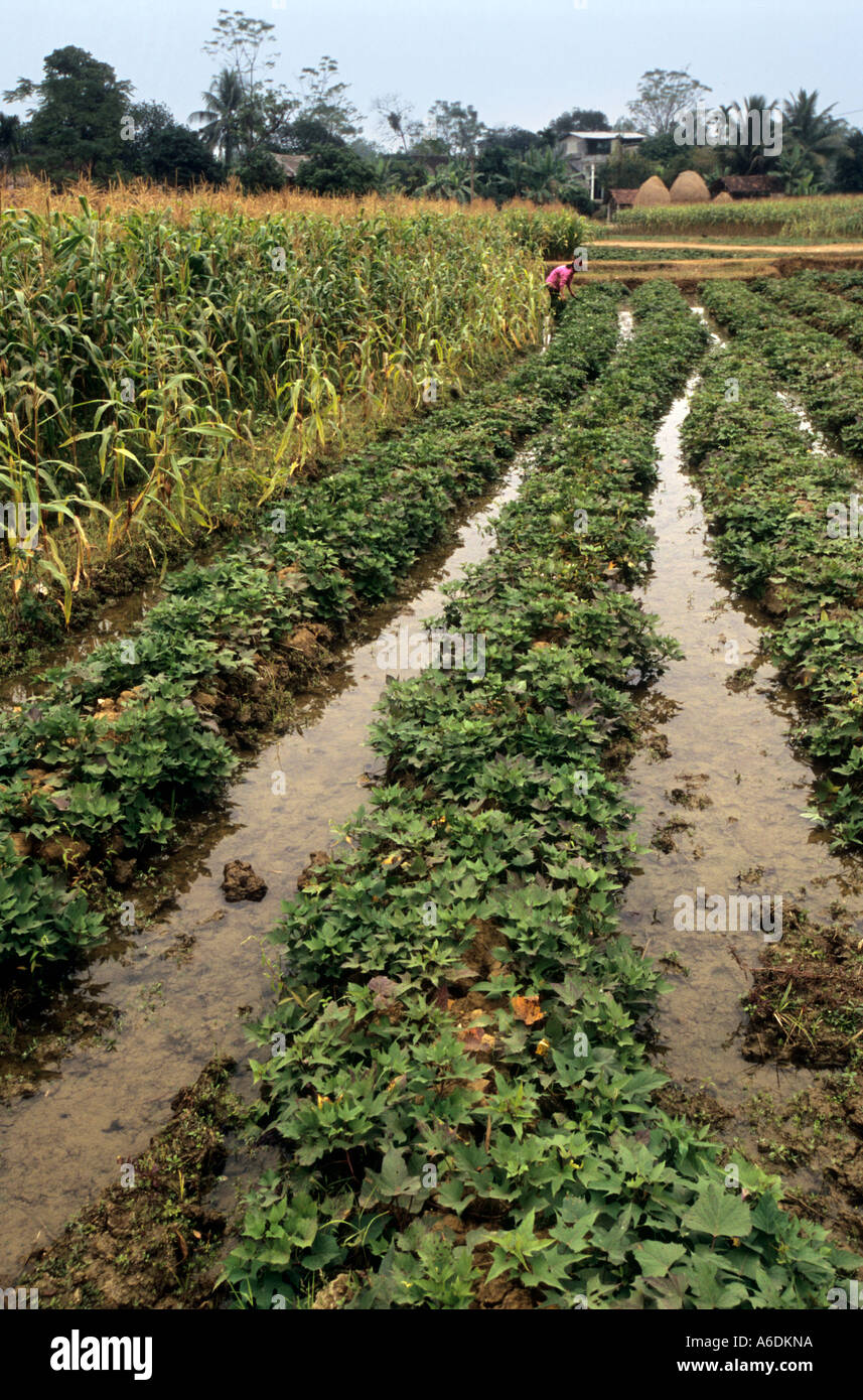 Hortalizas cultivadas como cultivos comerciales provincia Thai Nguyen Viet Nam Foto de stock