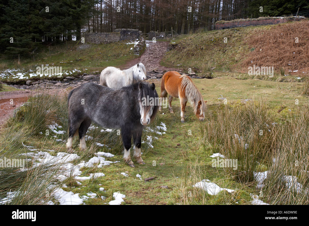Welsh ponis en la nieve en Brecon Beacons, Wales, REINO UNIDO Foto de stock