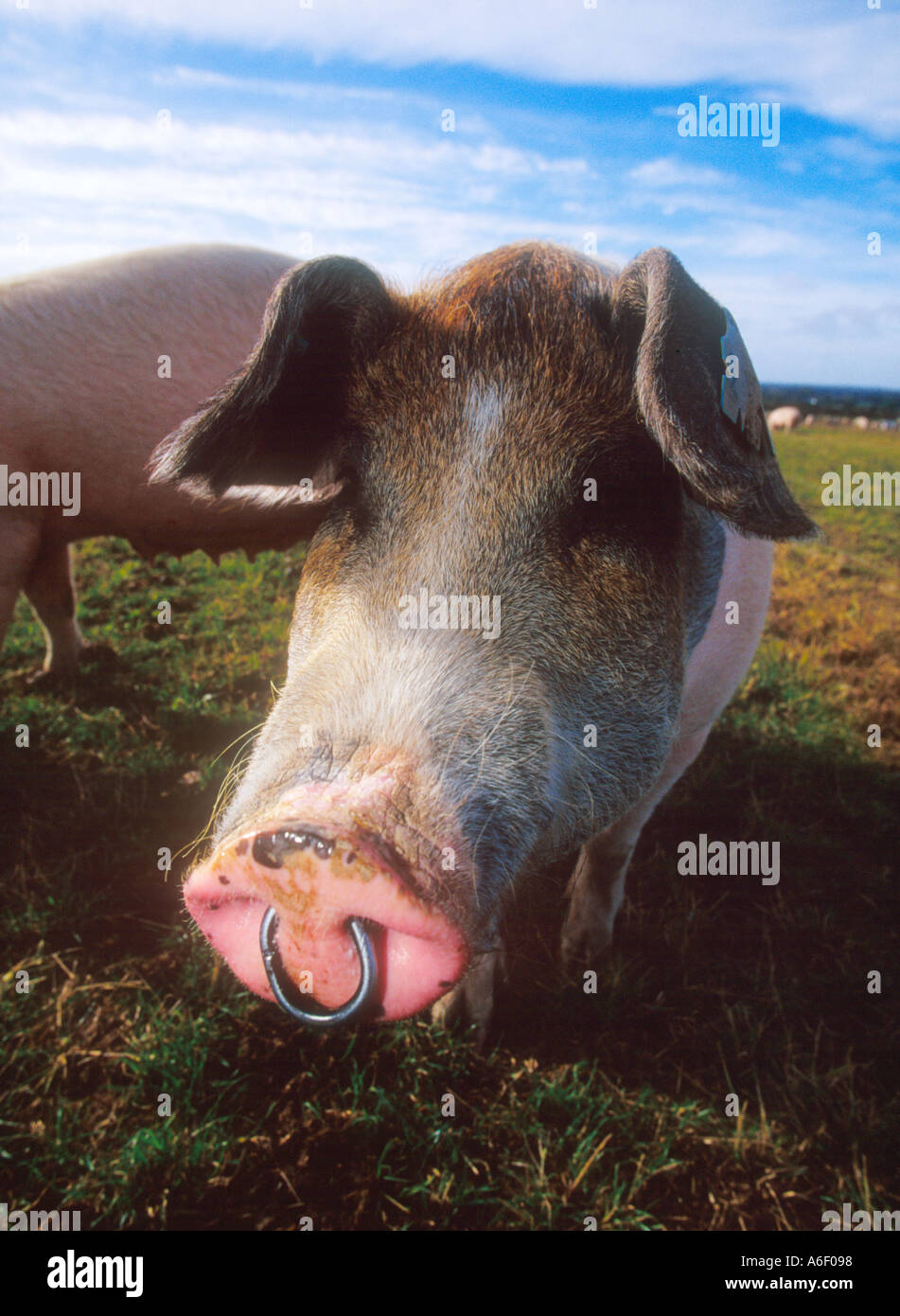 Cerdo con anillo en la nariz fotografías e imágenes de alta resolución -  Alamy