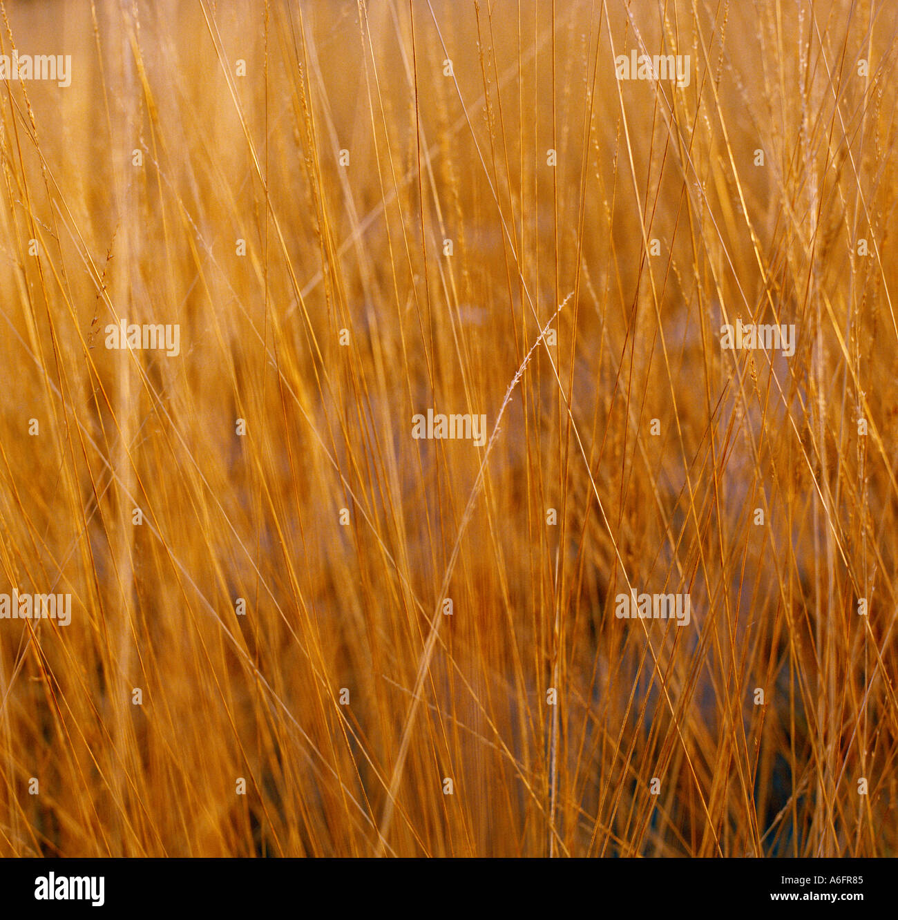 El sol brillaba a través de la hierba seca en invierno Foto de stock