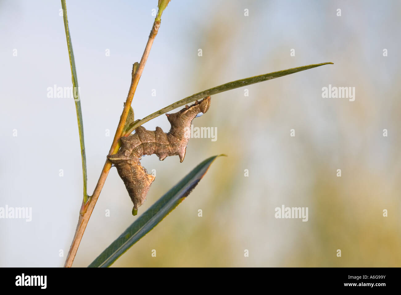 Caterpillar (Notodonta Eligmodonta ziczac ziczac) Foto de stock