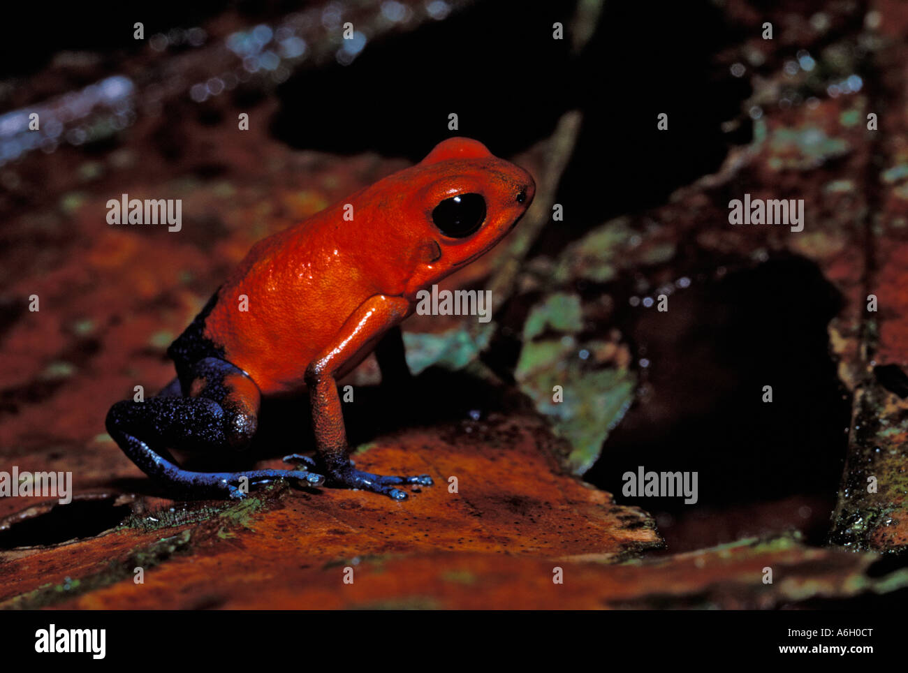 Strawberry Poison Dart Frog Dendrobates pumilio Selva Verde en Costa Rica Foto de stock